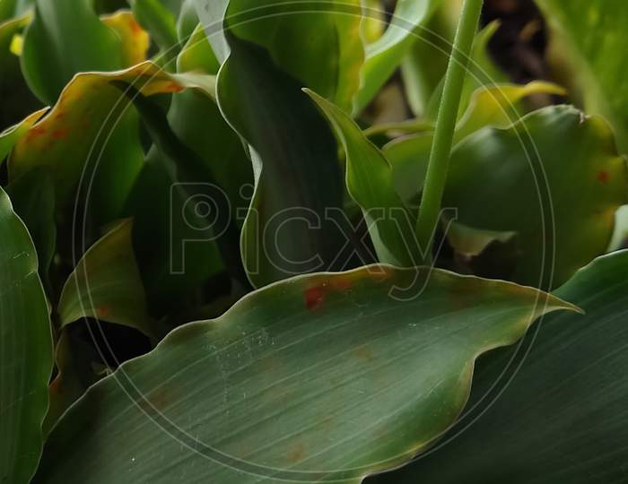 Close-up of a green plant leaves