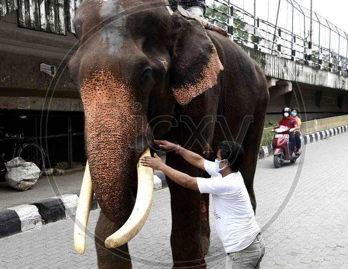 A Man Take Blessing From A Giant Elephant