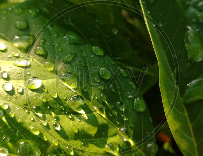 water drops on Green Leaf in Sun light