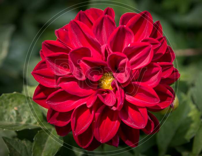colorful Red Dahlia flower bloom