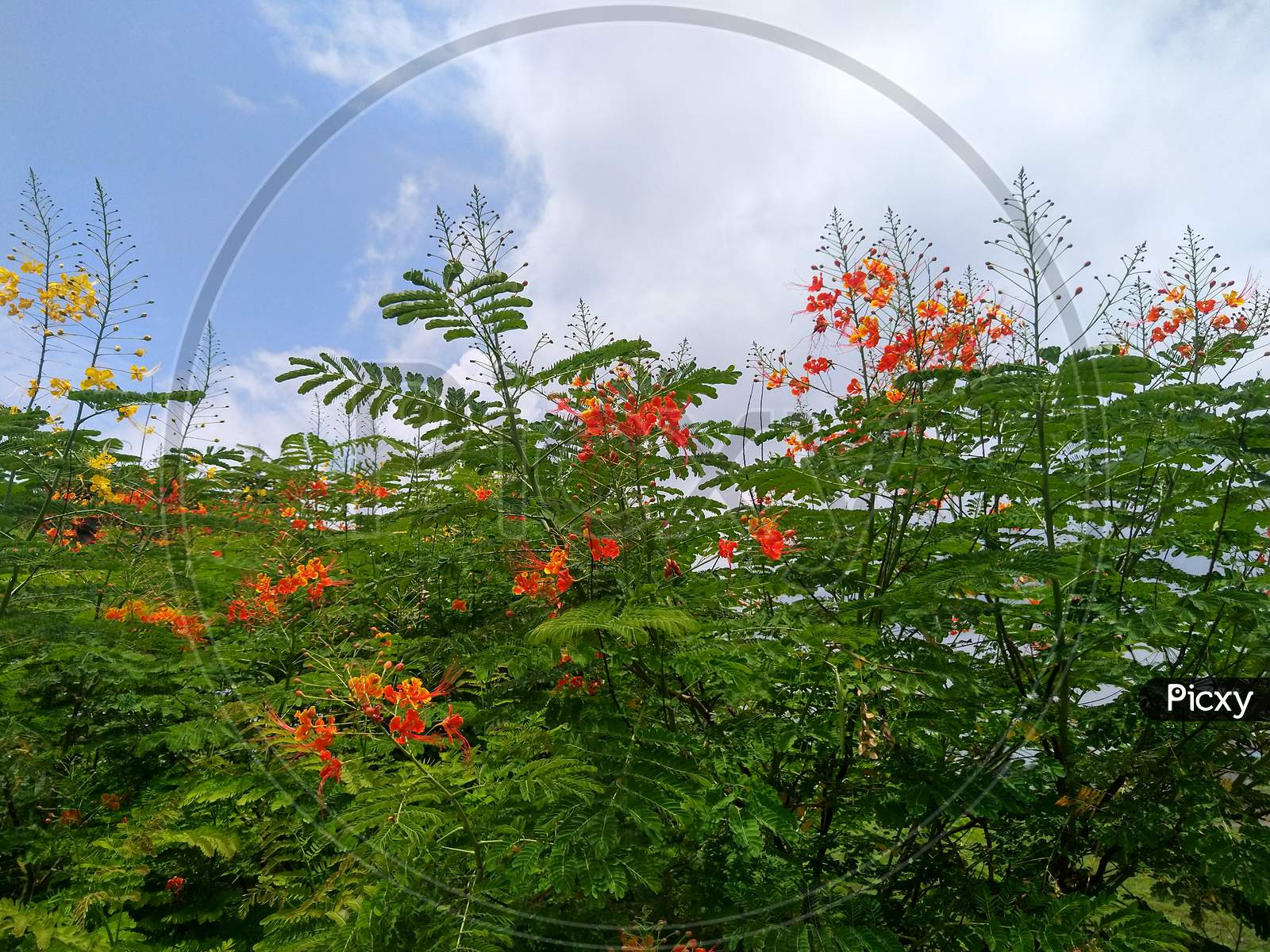 Beautiful red delonix regia flowers with cloudy sky background.
