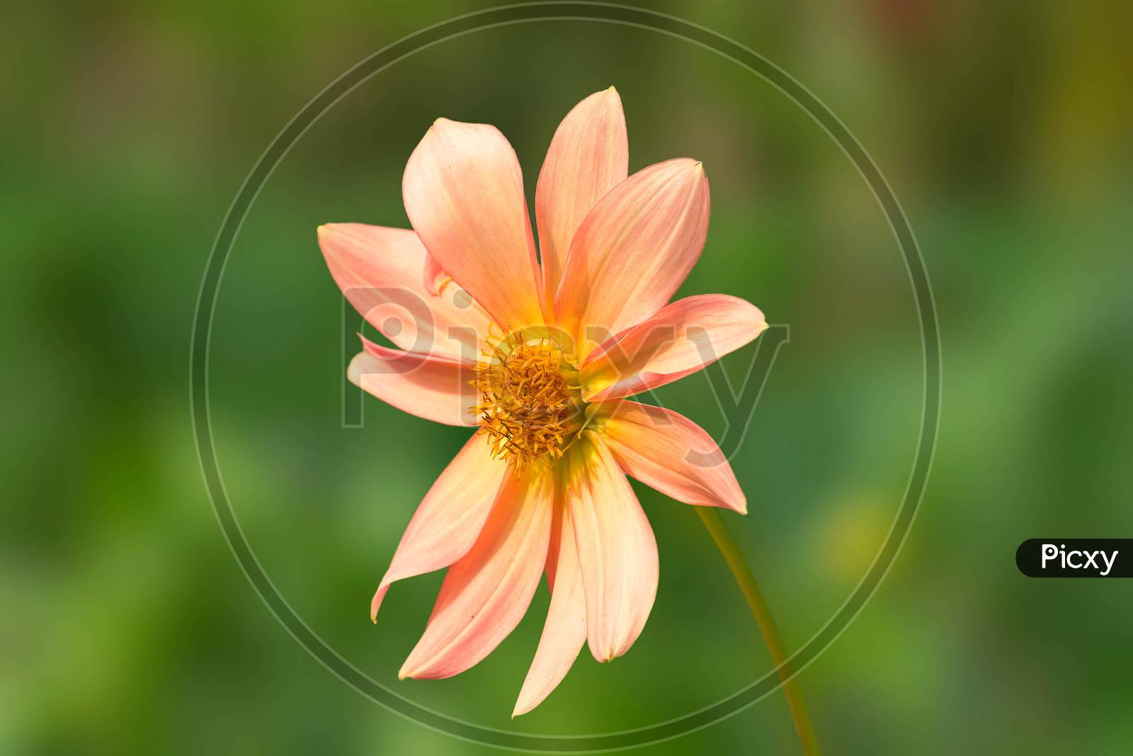 Single Flowered Dahlia On Natural Background