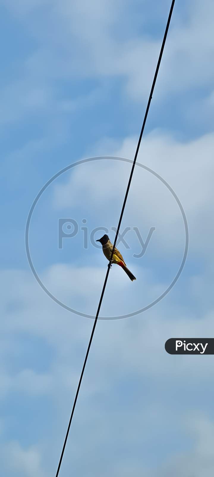A bird on wire