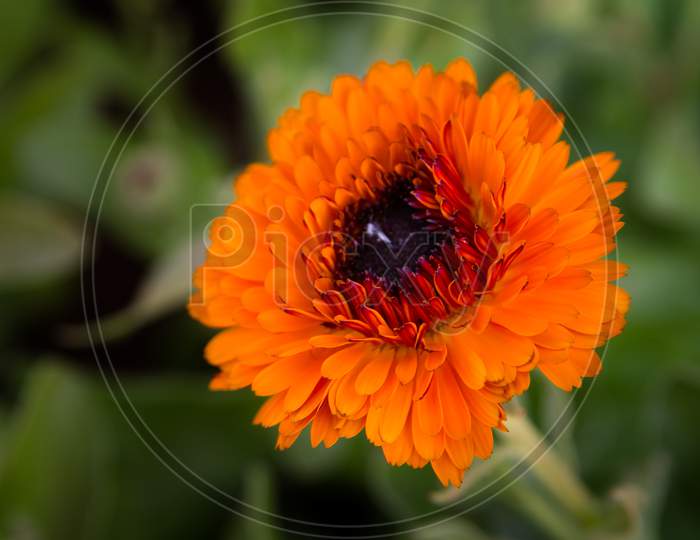 marigold orange flower calendula bloom