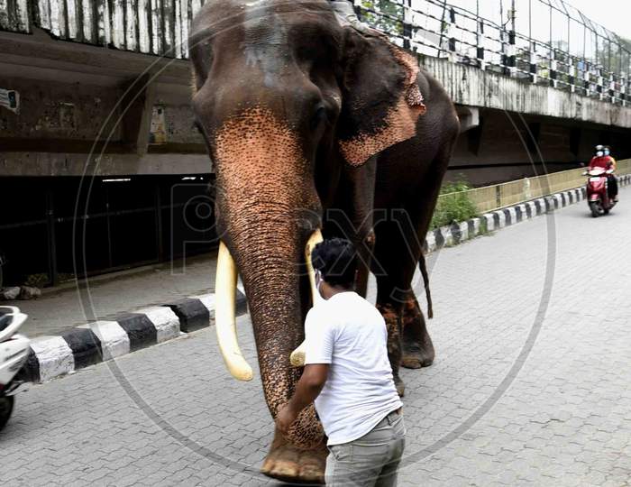 A Man Take Blessing From A Giant Elephant