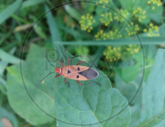 Red cotton bug, Cotton stainer (Dysdercus cingulatus)Insects.
