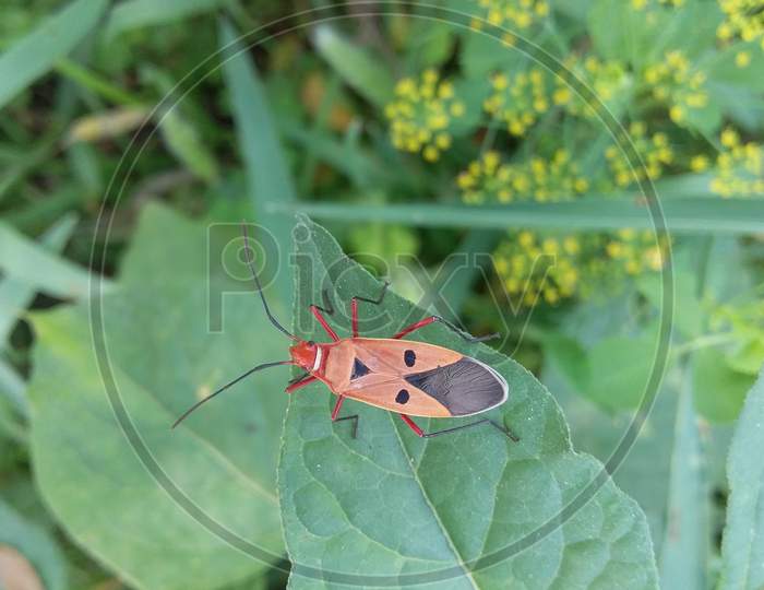Cotton stainer on branches is considered an important insect Found in cotton plots like biting.