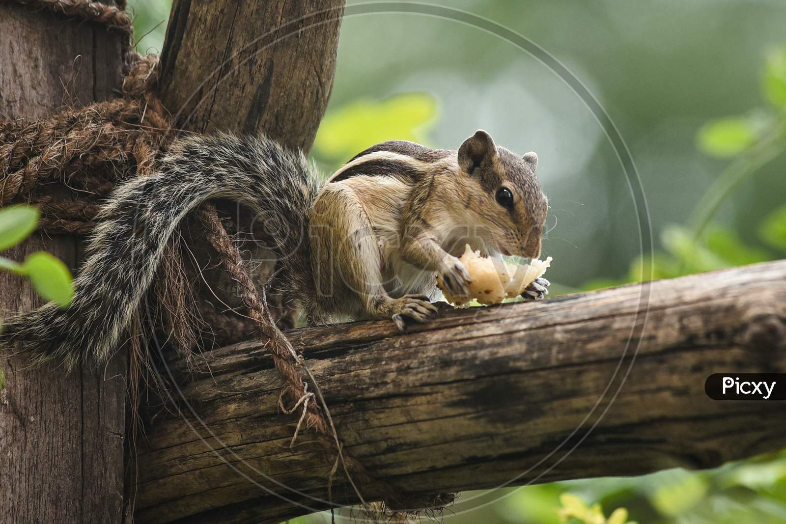 An Indian squirrel eats food in Vijayawada.