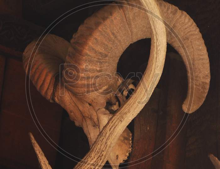 Himalayan goat head skull photography