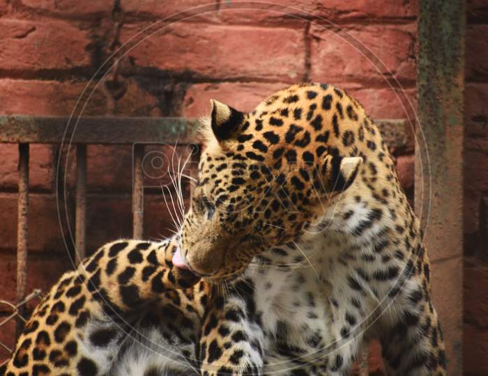 A Leopard In A Zoo Is Licking Its Legs And Body Parts To Cleanup