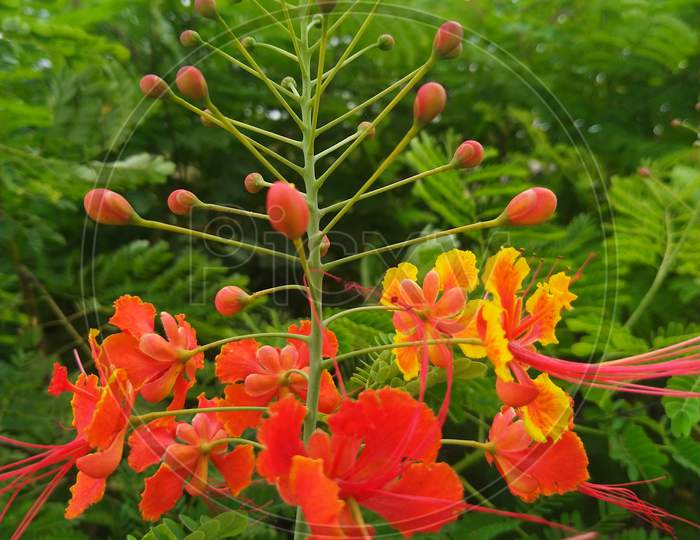 Beautiful Delonix Regia flowers with green leaves background.