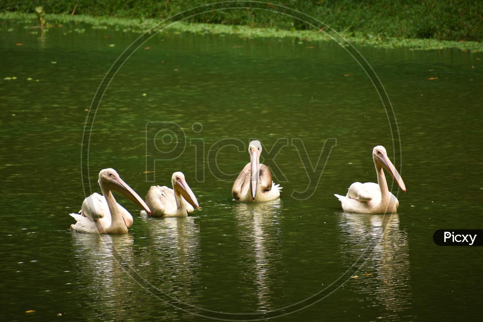 Four Beautiful Geese And Storks Are Swimming On The Water Of A Lake