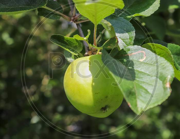 Green apples on a branch ready to be harvested with a selective focus and soft bokeh