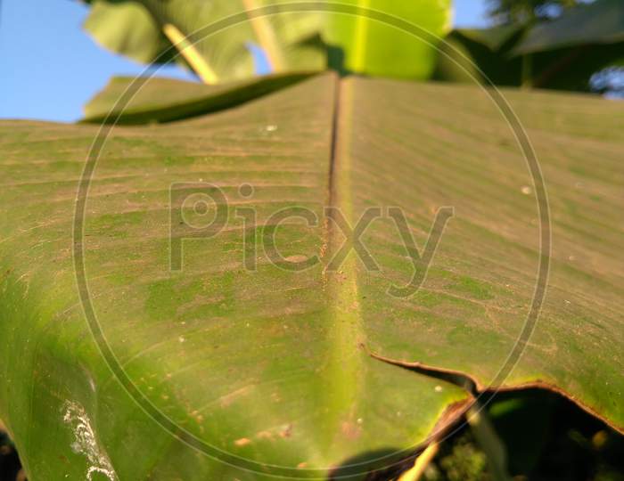 Banana Leaf On Living Tree,Big Leaf Background Blur