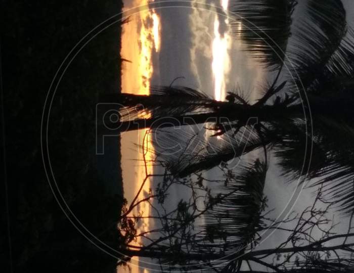 coconut tree in the sunset