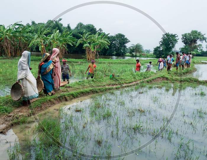 On Rainy Days, Rural Farmers Are Working In The Field In Groups