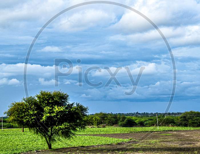 A Beautiful Scenery With A Tree And Blue Sky .The Green Grass In A Particular Shape With Green Leaves On Tree And Moving Clouds
