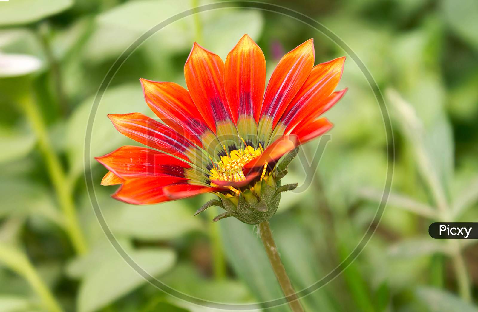 Red Gazania Flower In Natural Background