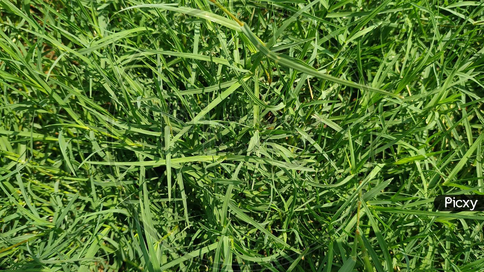 Grass Texture