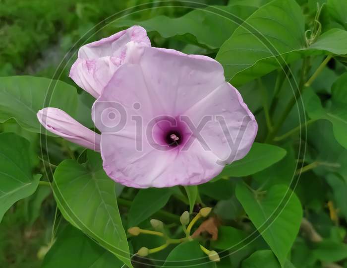This is a Beach moonflower image