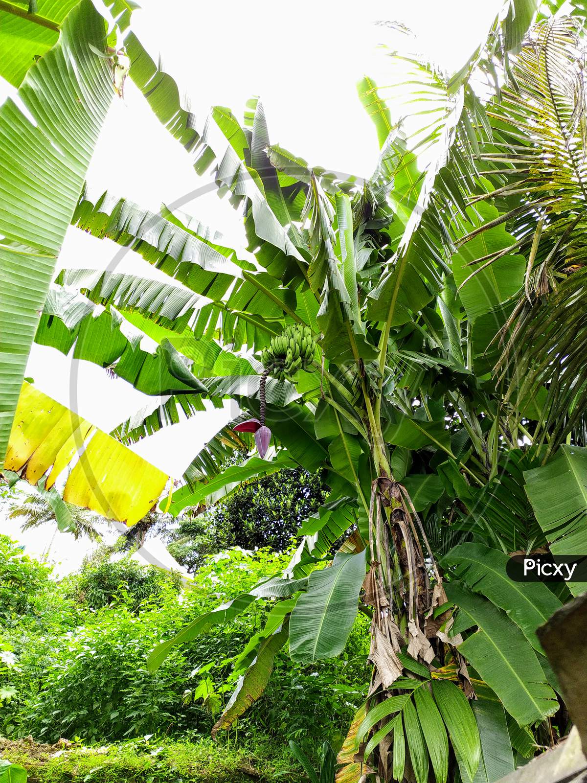 Huge Bunch Of Bananas Hanging With Tree