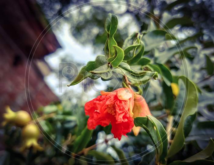 Red flower of pomegranate.