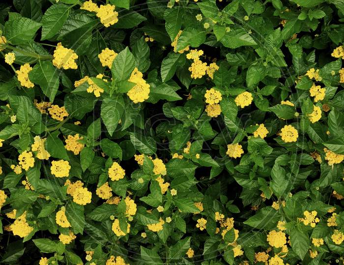 Yellow Flowers In A Bush