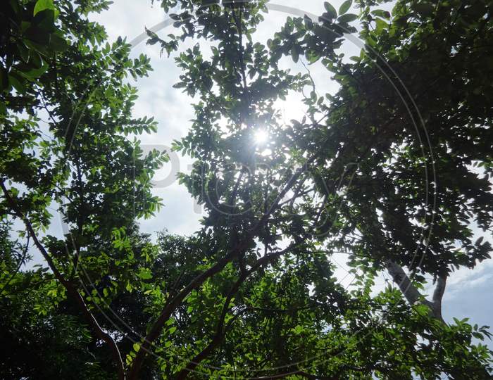 Sun'S Rays Shining Through The Trees In The Forest