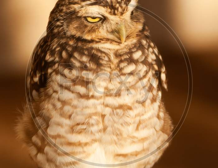 Burrowing Owl, Athene Cunicularia, Looking To Right