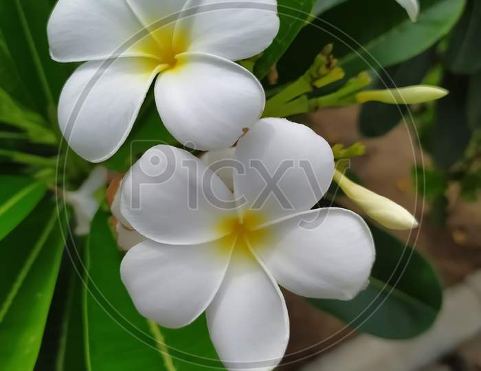 this is a beautiful frangipani flowers