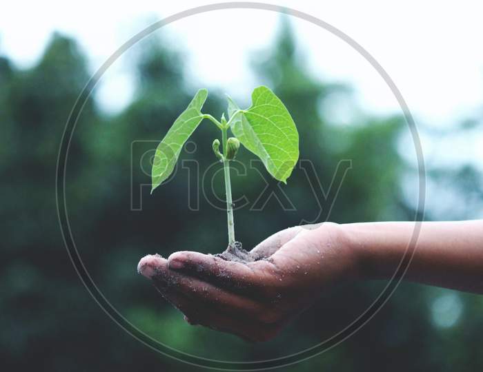 A person holding a green plant