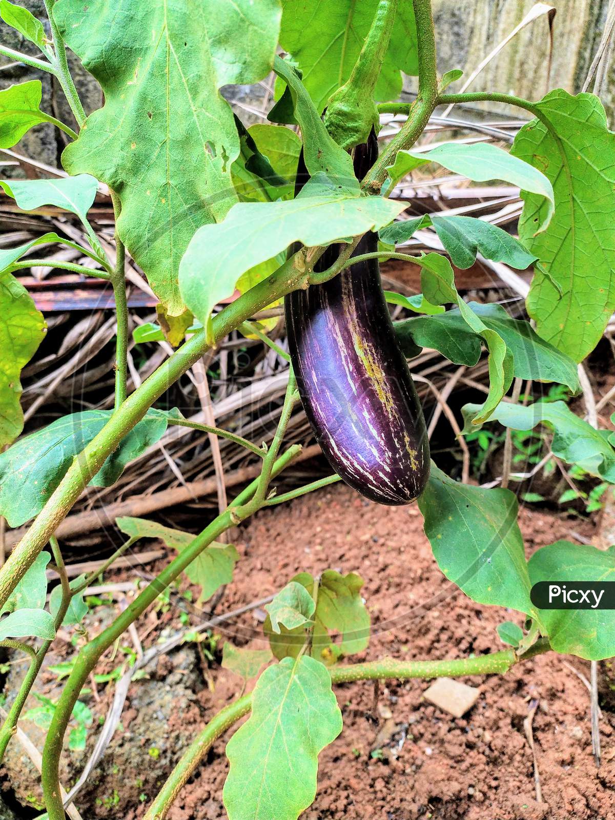 Brinjal(Eggplant) Is Hanging By Its Root
