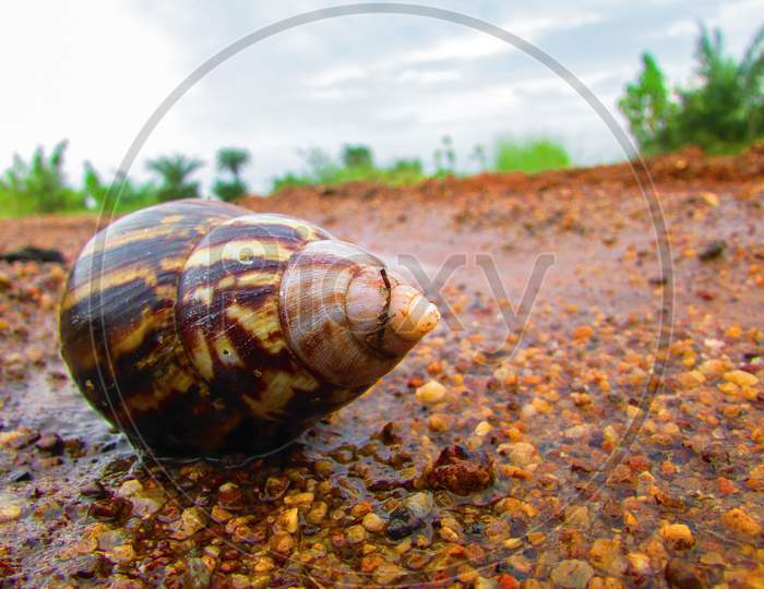 Terrestrial Snails In Land Closeup Photography