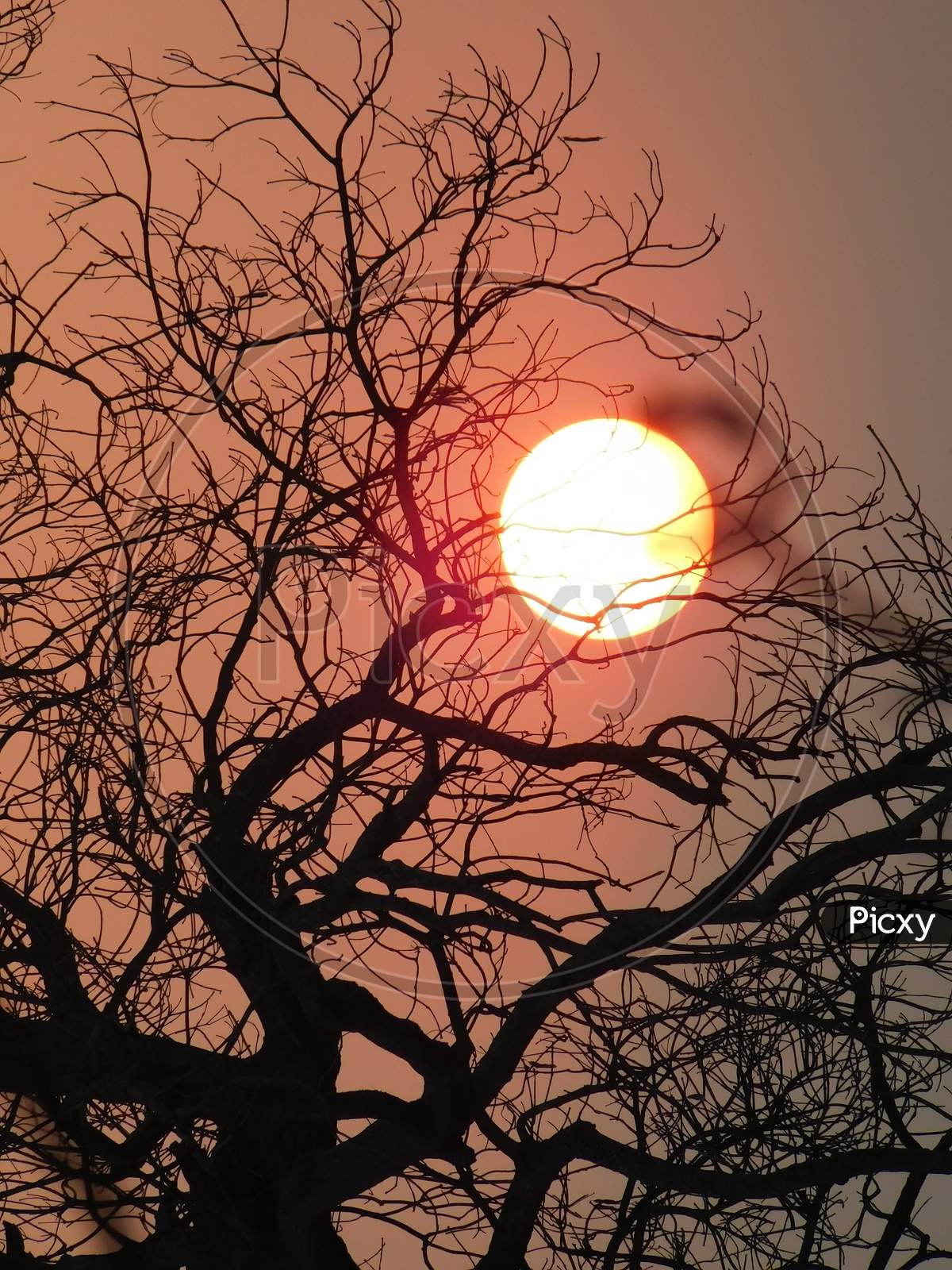 Beautiful sunset with tree branches.