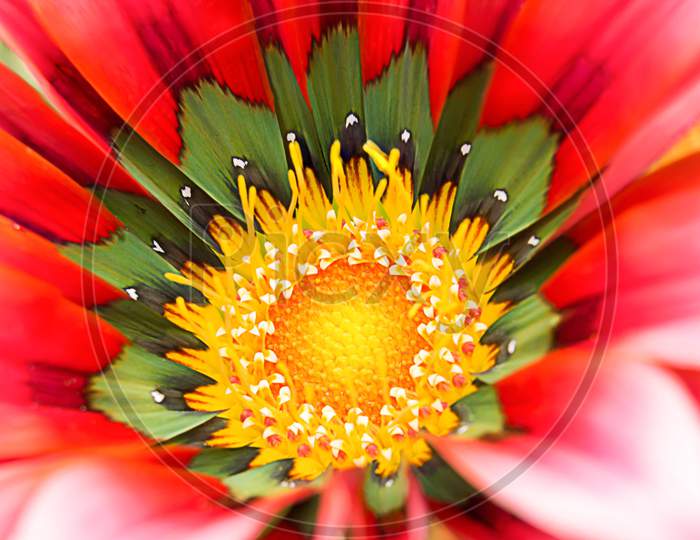 Center View Of Colorful Gazania Flower