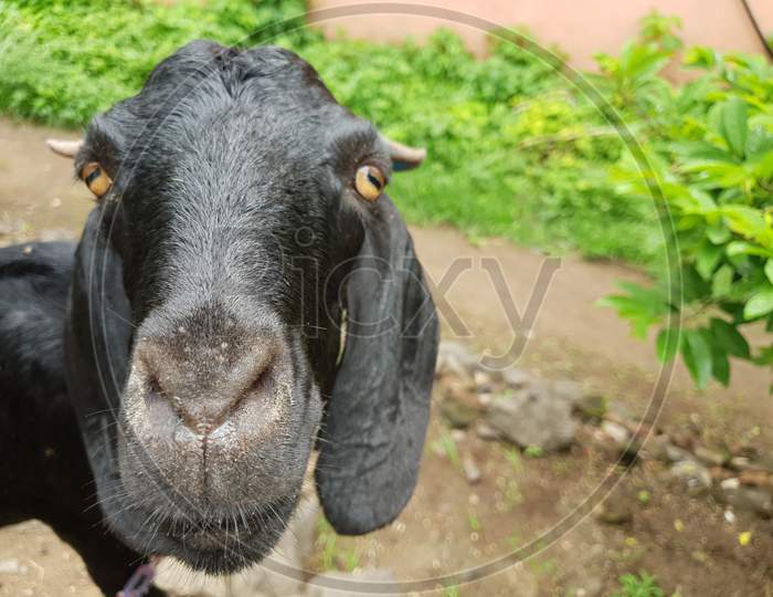 This is a black goat