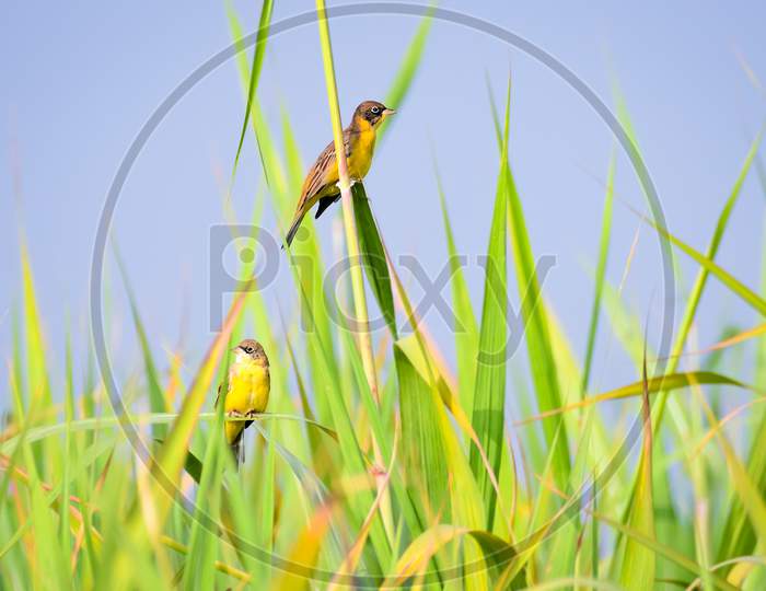 Black-Headed Bunting Pair Perched In A Reed