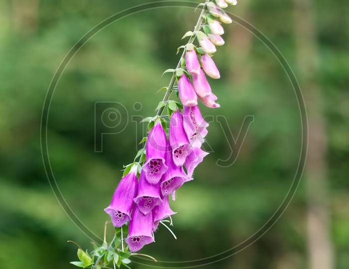 Blooming Common Foxglove In The Forest