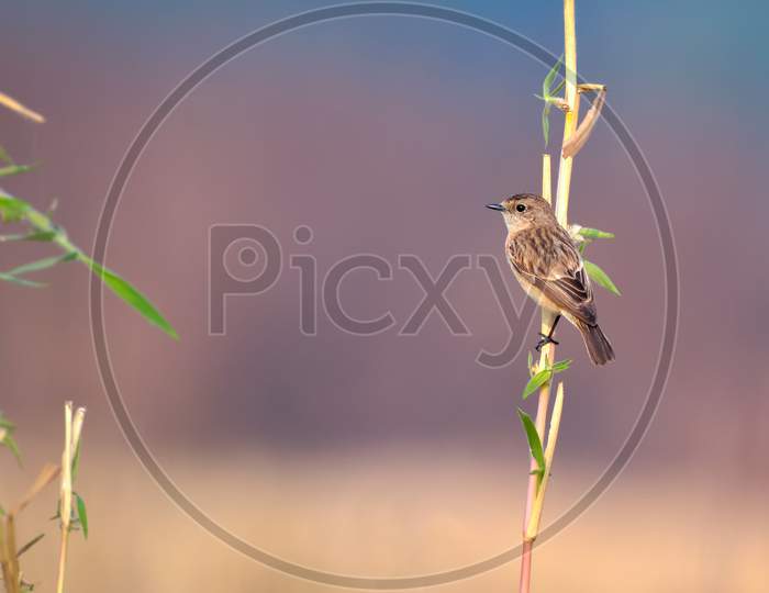 Siberian Stone Chat Sitting On A Perch