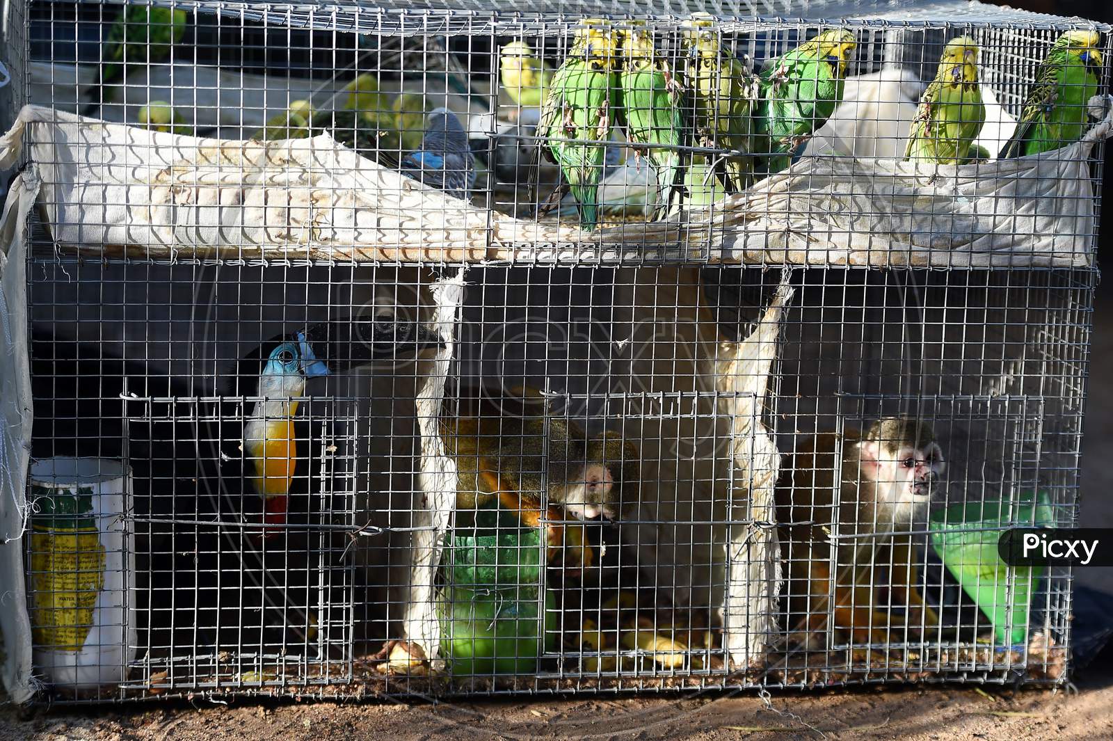 Forest officials display a pair of squirrel monkeys, lovebirds and toucan birds rescued from a train bound to Howrah in Chennai on July 21, 2020