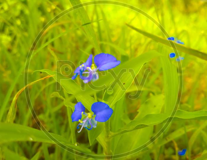 Blue flower in green grass