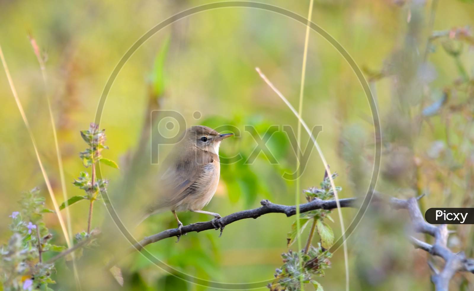 Booted Warbler Resting In A Branch