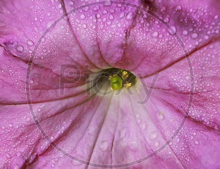 Petunia Flower In A Close Up Look