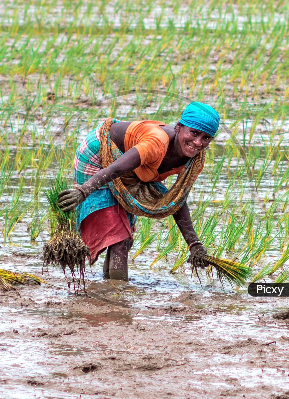 Woman farmer transplanting paddy at field