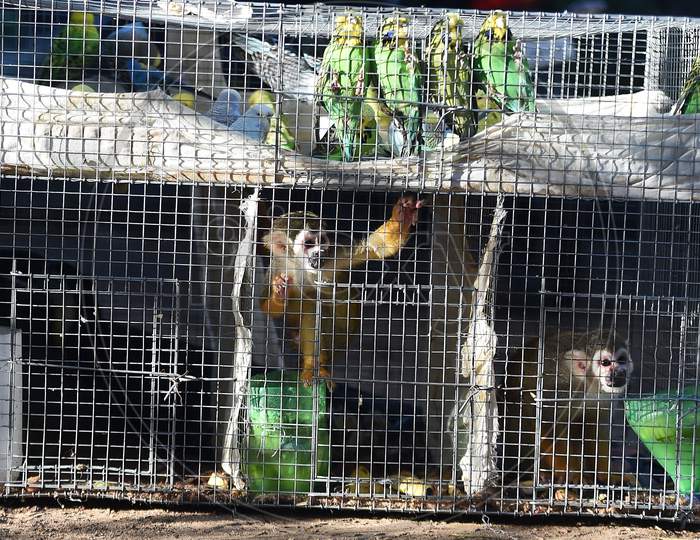 Forest officials display a pair of squirrel monkeys, lovebirds and toucan birds rescued from a train bound to Howrah in Chennai on July 21, 2020