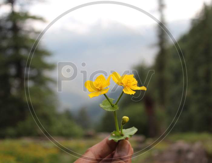 Mesmerizing view with flowers at Parvati river valley, Kasol, Himachal Pradesh, India.