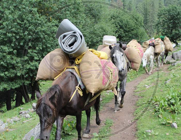 Horses carrying loads with daily essentials in dense forest