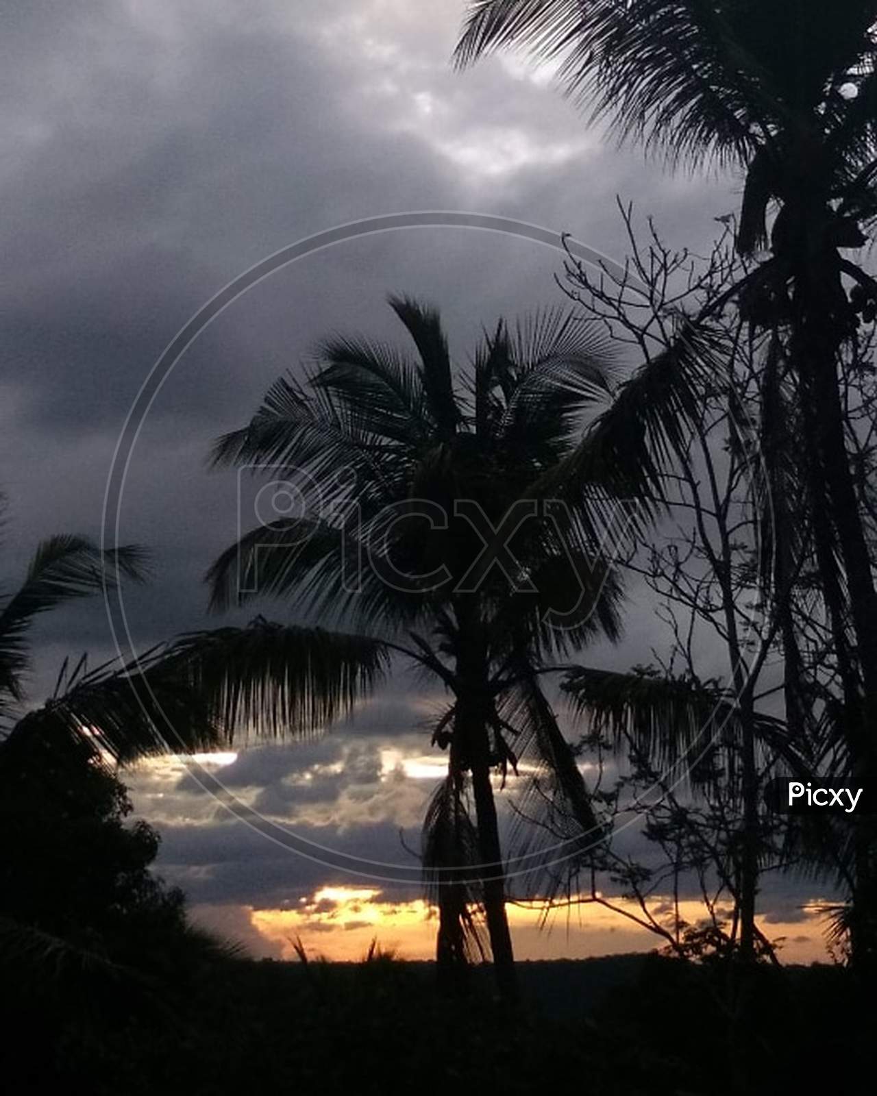 coconut tree in the sunset