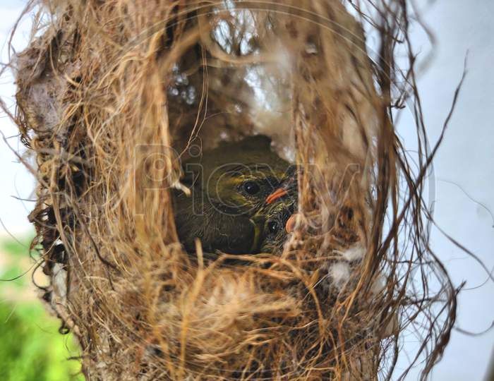 Baby bird peeping out of nest