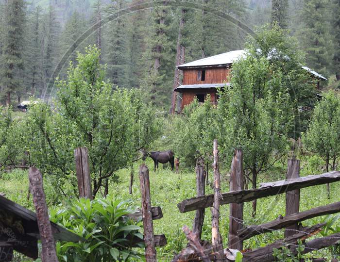 An entrance to a lush green Forest at Malana,Kutla,kasol, Himachal Pradesh, India